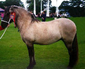 PONEI SCOTIAN